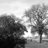 Meine Fotos &raquo; Bäume