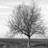 Meine Fotos &raquo; Bäume